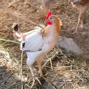 qara avstraloq: Qarışıq yerli toyuq və xoruz sürüsü - Cinslər: yerli qarışıq (ağ — 7