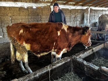 продам собаку доска объявлений: Продаю | Бык (самец) | На откорм, На забой