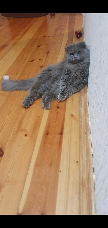 cat ruletka: Britan yastı qulaq, Erkək, Cütləşmə üçün, Ünvandan götürmə, Ödənişli çatdırılma — 4