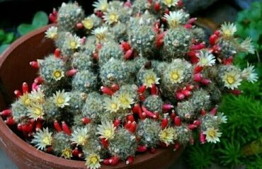 Другие комнатные растения: Хлорофитумы. распродажа Хлорофитум - можно по праву назвать — 10