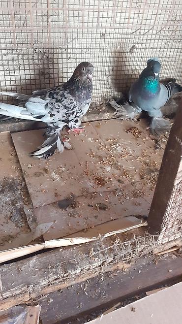 tap az qusar heyvanlar: Cins göyərçinlər – 3 ədəd iri lelekli kekilli quslar satilir goy — 10