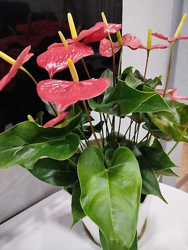 Антуриумы: Антуриум (Anthurium andreanum) в горшке крупный куст, можно разделить — 3