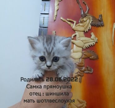 отдам котят в Азербайджан | Коты: Чистые породистые котята. Мать Шотлан/веслаухая, Отец чистокровный