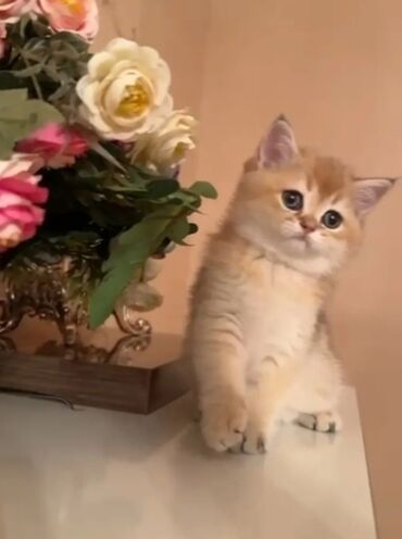 ağ pişiy: Qızıl şinşilla, Erkək, Dişi, Yaxşı əllərə, Ünvandan götürmə, Ödənişli çatdırılma