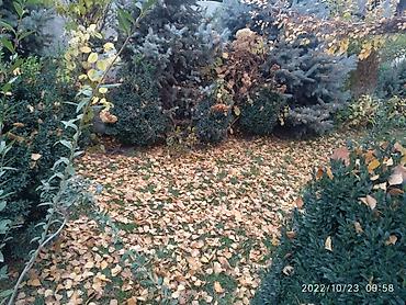 Ель: Ель голубая (Picea pungens ‘Glauca’) – крупномерные экземпляры для — 9