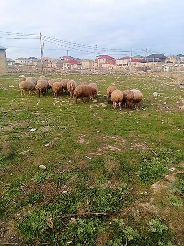 heyvan satilir: Salam.qoyunlar satılır tecılı 20 basdı bogazdilar bugüne sehere — 3