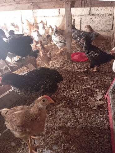 Cücələr: Toyuq cücələri, Ətlik — 5