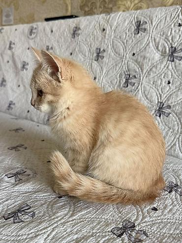 Продажа кошек: 2 месяца, Мальчик — 3