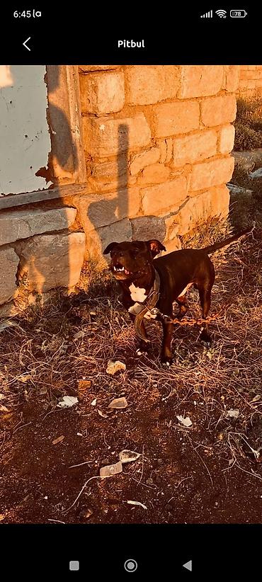it iti sikir: Pitbul — 1