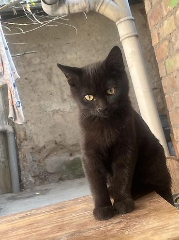 Продажа кошек: 🏡 КОТЯТА ИЩУТ ДОМ! 🐾❤️ Два замечательных малыша — чёрный котик и — 19