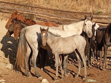 жылкы нарын: 5жаш кулуну Бее кулуну ургачы июнь да туулган