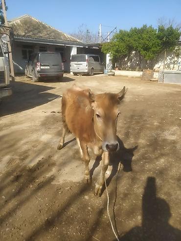 Dana, buzov: Dana, buzov — 11