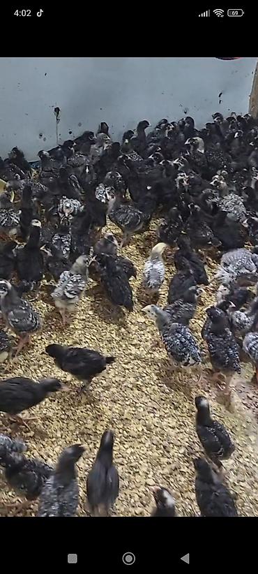 qus vuran: # 🐥 1 AYLIQ XARKOV CÜCƏLƏRİ SATIŞDA! 🐥 ✅ **Sağlam, dözümlü və — 2