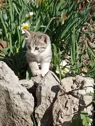 пушистая сиамская кошка: 2 месяца, Девочка, Приучена к лотку
