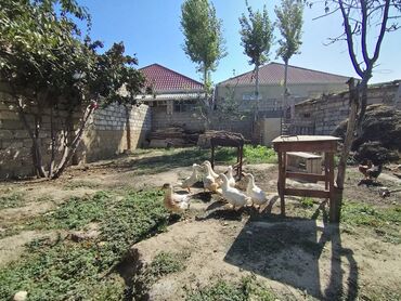 İtlər: Dişi, | Kuban, Ətlik, Ünvandan götürmə