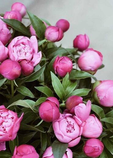 луковицы тюльпанов купить в бишкеке: Куплю пионы в большом количестве бордовый, розовые, белые. Самовывоз