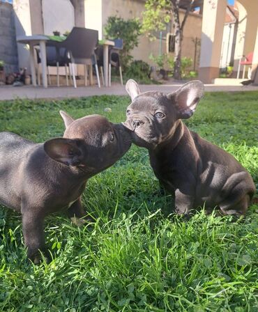 Psi: Prelepi štenci francuskog buldoga na prodaju. Očišćeni od parazita i na lalafo.rs — 16 Psi: Prelepi štenci francuskog buldoga na prodaju. Očišćeni od parazita i — 16