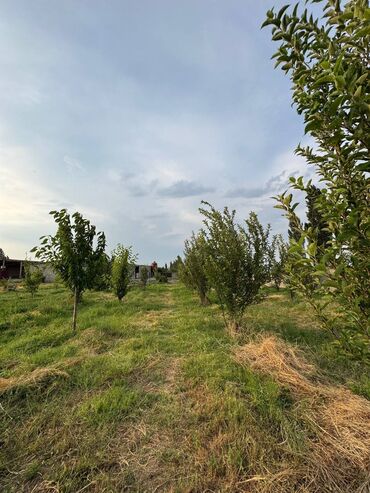 дом в красная речка: Продаю Кошара, 45 соток, Действующий, С оборудованием, Электричество, Канализация, Скважина
