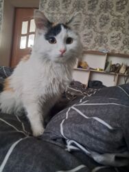 если стерилизовать кошку будет ли течка: 6 месяцев, Девочка, Приучена к лотку, Проглистована