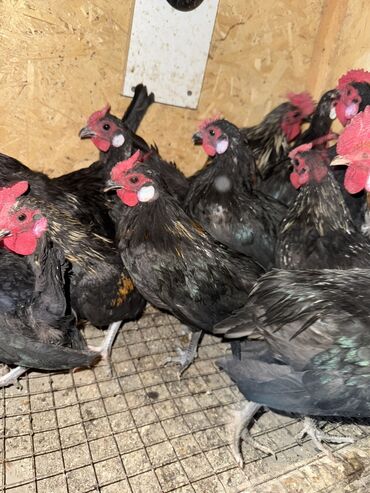 восточно европейская овчарка цена: 🐣Продаю декоративные карликовые породы кур и петухов! Отличные
