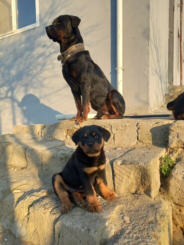 Heyvanlar: Rotveyler, 2 ay, Erkek, Peyvəndli, Ünvandan götürmə