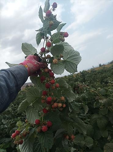 Малина: Малина — 10