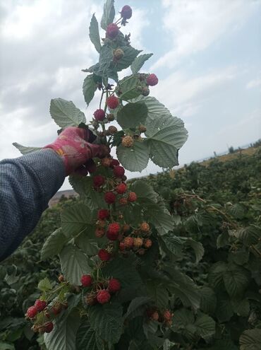 Малина: Малина Оптом — 10