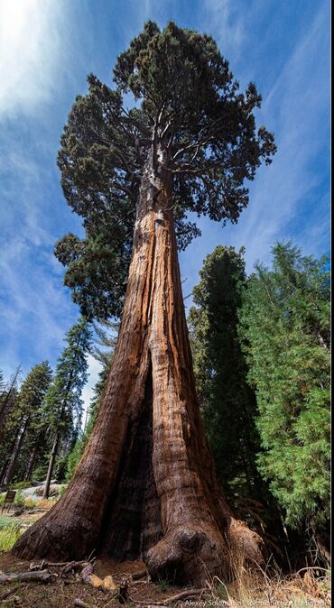 кухонный гарнитур фото и цены бишкек: Куплю любое дерево 🌲