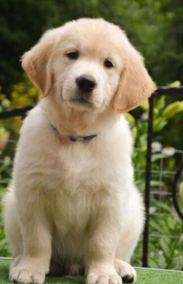 it satışı bakı: Labrador-retriver, 2 ay, Erkek, Ünvandan götürmə, Pulsuz çatdırılma