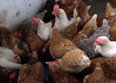 Куры, петухи: Продаю | Петух, Цыплята, Куры | Брама, Домашняя | На забой, Для разведения, Несушки — 4