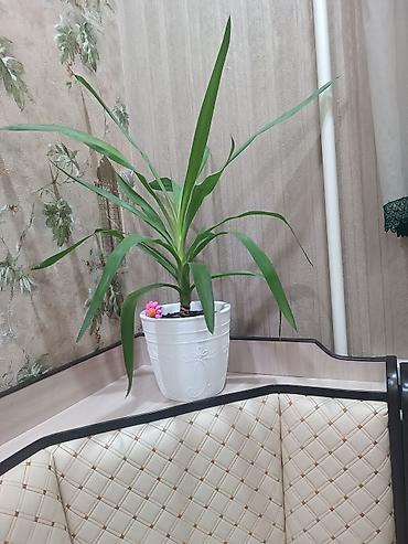 Продаётся комнатный цветок Юкка at lalafo.kg Продаётся комнатный цветок Юкка