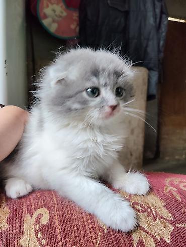 Кошки: Шотландская вислоухая, Самец — 4