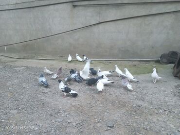 Göyərçinlər: Məhsul: Güvənçinlər (xüsusi uçuş və rəng çeşidləri) Təsvir: - — 3