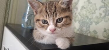 Pişiklər: Britan pişiyi 3 aylıq baladı.six yumusaciq tükleri saglam mehriban — 10