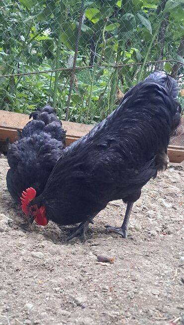 Gəmiricilər: Toyuq, Australorp, Damazlıq, Pulsuz çatdırılma