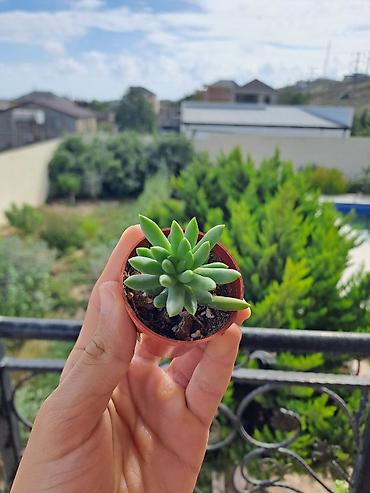 Otaq bitkiləri: Kiçik dibçəkdə dekorativ kaktus - Növ: topavari çoxbaşlı kaktus — 7