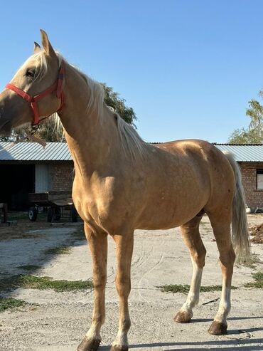 ат конь: Продаю | Конь (самец) | Конный спорт