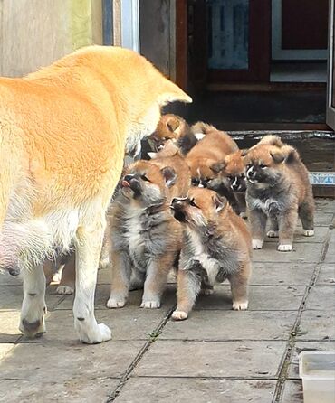 xasqi it: Akita-inu, 1 ay, Erkek, Ünvandan götürmə