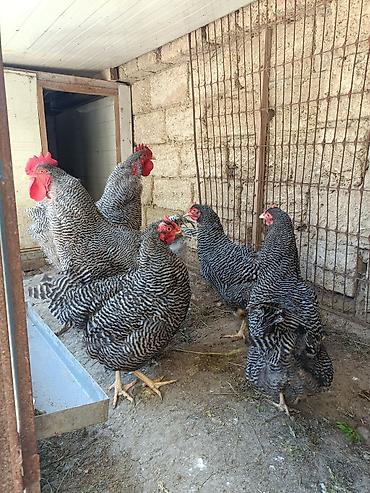 Toyuqlar: Barred Rock Plymouth. 3-fərə 3-xoruz 1il5 aylıqdılar təmiz qan sağlam — 2