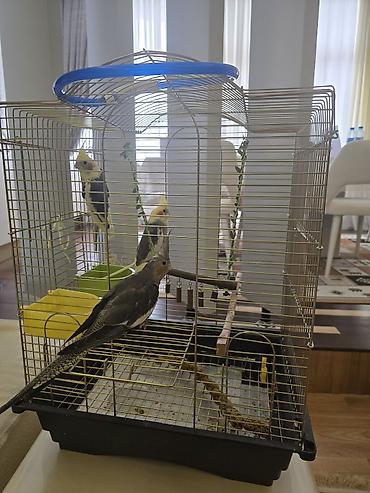 qus sesleri: Növ: Nimfa tutuquşuları (cockatiel) – 3 ədəd Rənglər: sarı başlı — 1