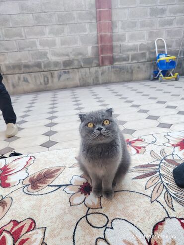 сколько стоят щенки померанского шпица: Шотландские котята (шотландская порода) - Окрас: преимущественно