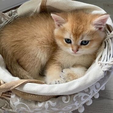 Gəmiricilər: Qızıl şinşilla, Dişi, Yaxşı əllərə, Ünvandan götürmə, Ödənişli çatdırılma