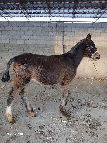 Другие с/х животные: ТАЙЛАР сатылат баасы 58 000 сом денсоолугу зынк at lalafo.kg — 3 Другие с/х животные: ТАЙЛАР сатылат баасы 58 000 сом денсоолугу зынк — 3