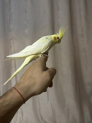 serebrist cuce satisi: Salam,Korelladı 1 aylıqından məndədi indi 7 aylıqdı qəfəsi var ələ — 1