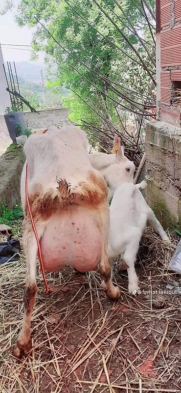 Keçilər, çəpişlər: Südlük keçilər – sağlam, məhsuldar sürü Salam şəkillərdə görünən — 2