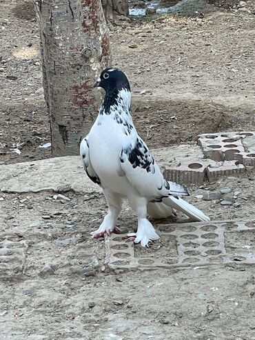 danışan papuqay satilir: Qarabas erkek satilir .18 tuk .maraglanan zeng et