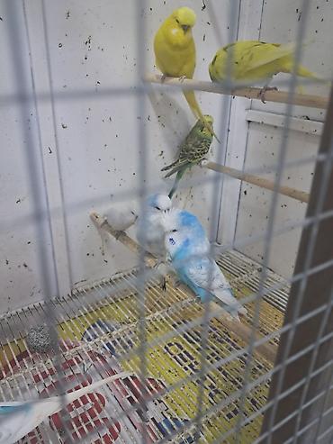 bulbul quşu satışı: Jumba balalar satılır və jumba və karella — 6