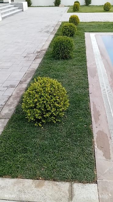 Torf: Təbbi qazon danimarka enli yarpaq çatrlma xidməti,qurasdrma cidmeti — 12