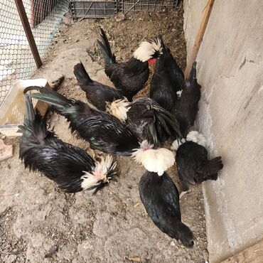 Toyuqlar: Toyuq, Damazlıq — 1