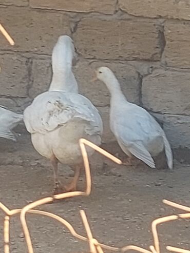 Toyuqlar: Toyuq, Ətlik, Ünvandan götürmə -da lalafo.az — 7 Toyuqlar: Toyuq, Ətlik, Ünvandan götürmə — 7